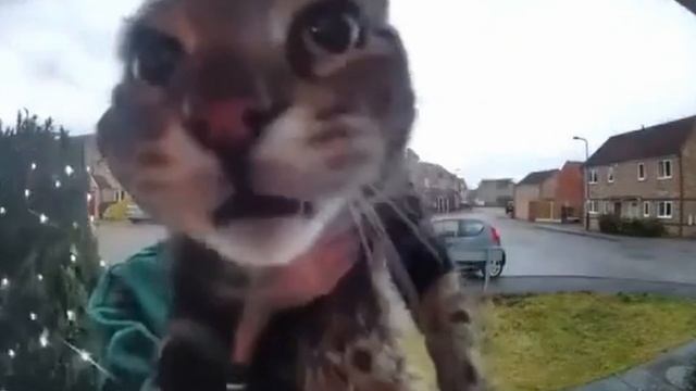 этот кот хочет сказать кое-что важное смотреть онлайн