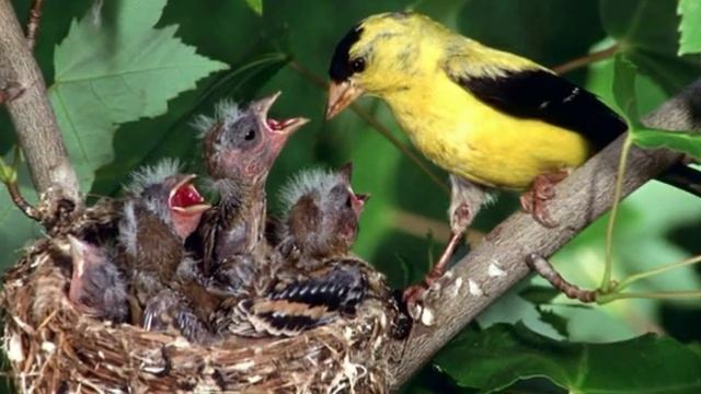 Цветущая весна, красивые птицы и волшебный саксофон | RELAX смотреть онлайн