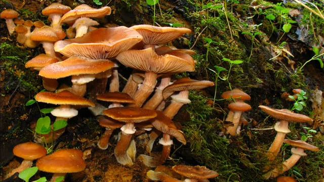 Armillaria mellea смотреть онлайн