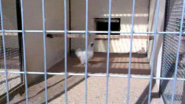 Китайская шелковая белая смотреть онлайн