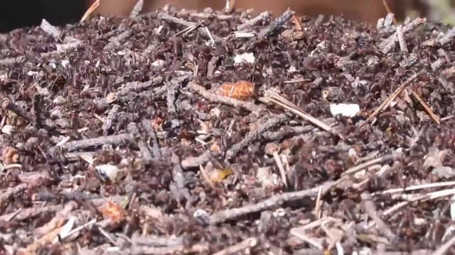 Муравьиная матка. Муравейник на домашнем участке. Queen Ant Matin / Life of ants. смотреть онлайн