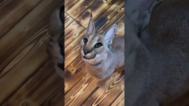 "Каракалы не только чирикают, но и крякают 🐾 Caracals can’t mew but their hunting “ekekekk” is... смотреть онлайн