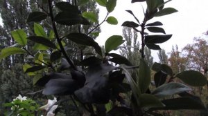 ЛАВР.  Лучшие условия содержания.  Профилактика болезней.