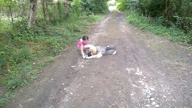 мастиф Беня 5мес и Радмила 6,5 лет будни тренировок смотреть онлайн