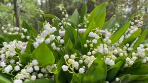 Пересадка ландышей из леса / как они прижились на новом месте / стояла неделя жары