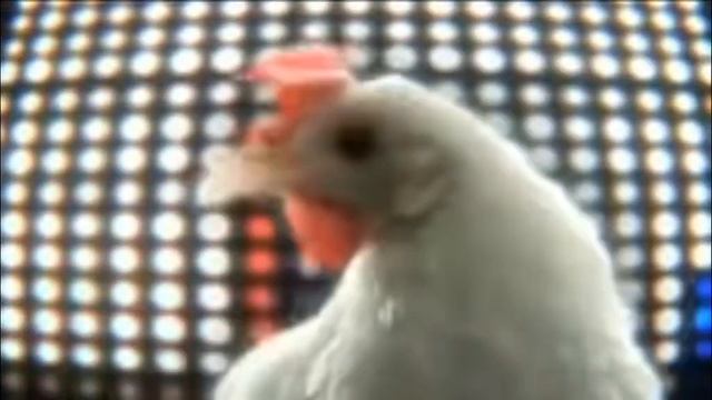 что происходит курятнике в 3:00 ночи