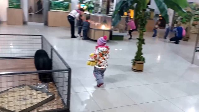 ЖИВЫЕ ДЖУНГЛИ Видео для детей Поход в ЖИВЫЕ ДЖУНГЛИ Забавная малышка Funny Baby Елена смотреть онлайн