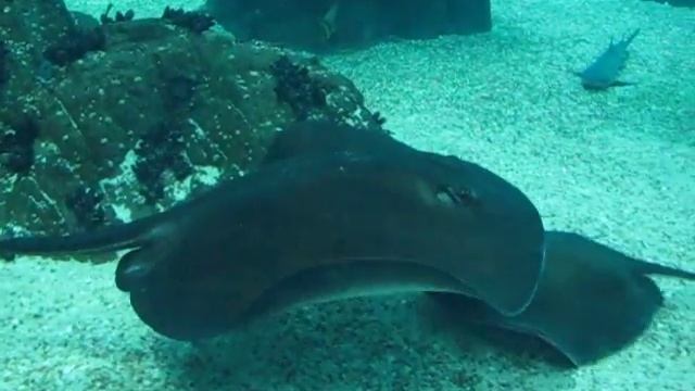 Лиссабон, океанариум, главный аквариум смотреть онлайн