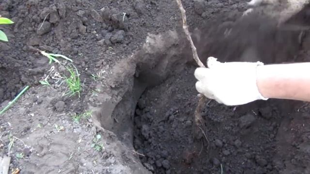 Как правильно посадить грушу. Как посадить саженец груши смотреть онлайн