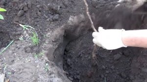 Как правильно посадить грушу. Как посадить саженец груши