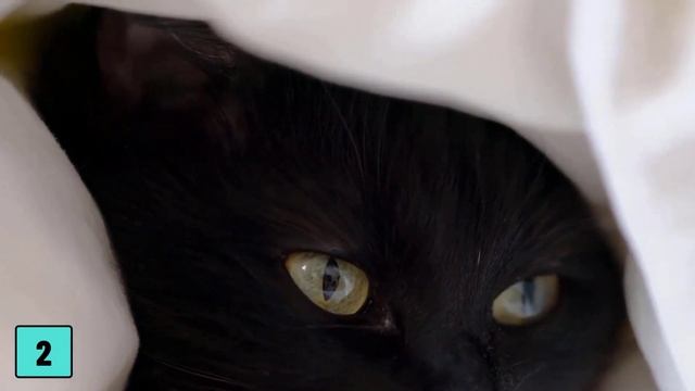 Can Cats Cry? THIS Is What Your Cat's Tears Mean! смотреть онлайн