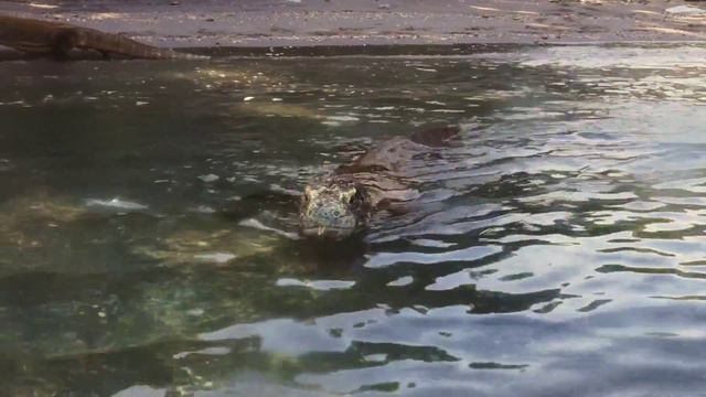 Komodo Island смотреть онлайн