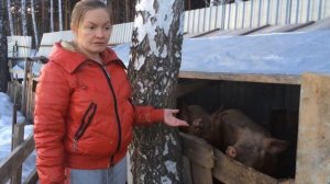 Содержание свиней зимой/жизнь в деревне