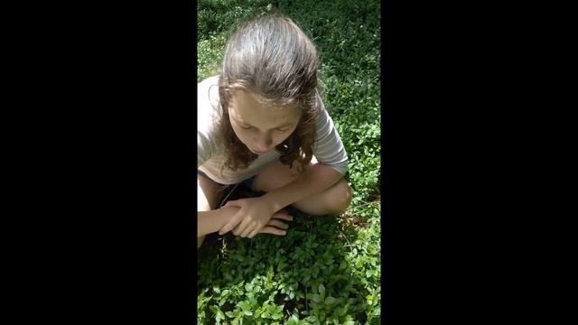 Foraging for Bilberry (European Blueberry) - Vaccinium Myrtillus смотреть онлайн