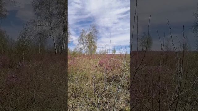 Волшебное цветение багульника.