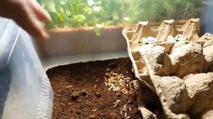 Содержание и разведение туркменских тараканов