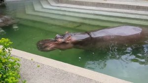 Зоопарк Штутгарта. Какающие бегемоты.