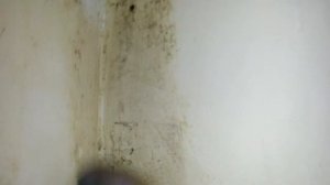 Как избавиться от плесени на стенах.