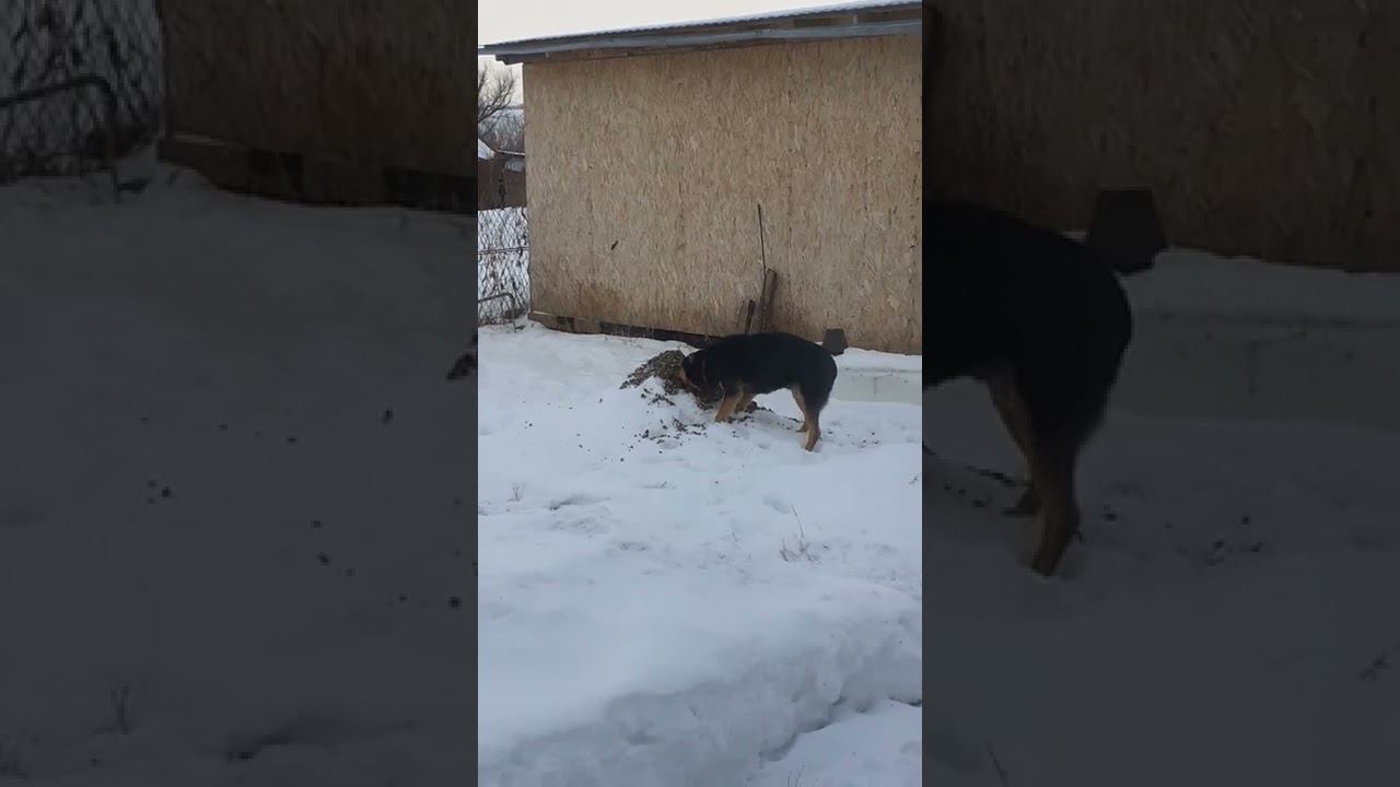 странный пес.... смотреть онлайн