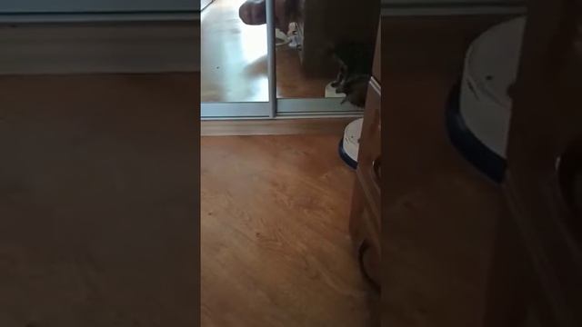 котенок пылесосит пол или катание на пылесосе