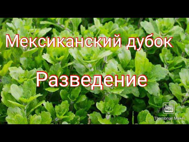 Мексиканский дубок. Разведение. смотреть онлайн