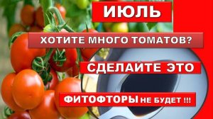Подкормка томатов в июле. Фитофторы на помидорах не будет, урожай томатов увеличится