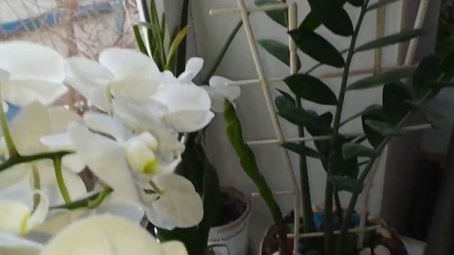 Каскадное цветение орхидей от японского удобрения. смотреть онлайн