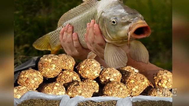 Мощная прикормка на карпа из СССР! Карп не устоит!