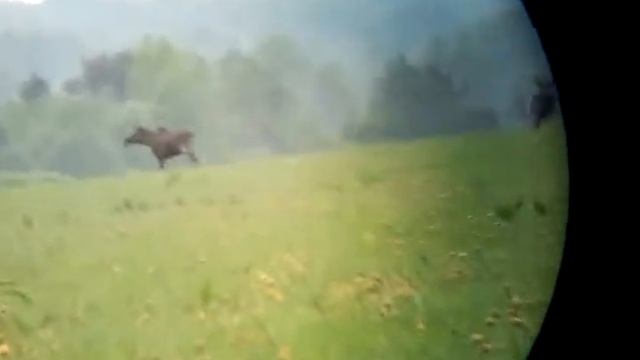 лоси около п.Осьмино смотреть онлайн