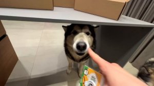 ХАСКИ НАШЕЛ ЩЕНКА НА УЛИЦЕ