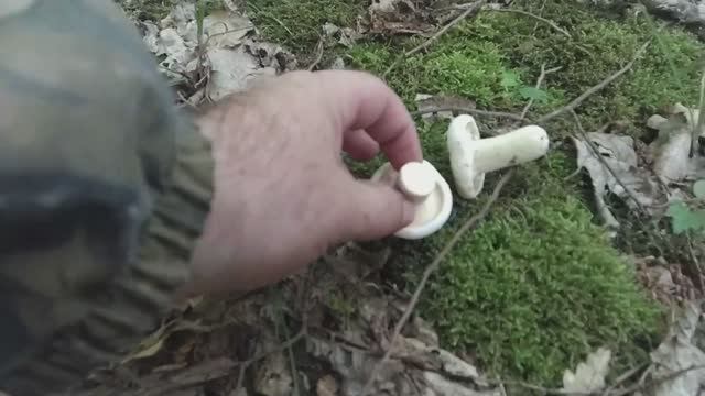 ГРУЗДЬ ВОЙЛОЧНЫЙ, или СКРИПИЦА! Грибная азбука. смотреть онлайн