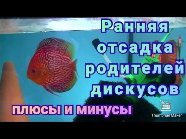 Ранний отъём малька у пары. Хорошо или нет #разводня #aquarium #аквариум #аквариумныерыбки #discus смотреть онлайн