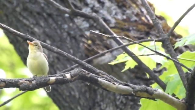 Зеленая пересмешка смотреть онлайн