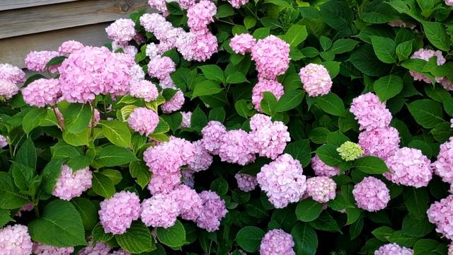 Гортензия крупнолистная (лат. Hydrangea macrophylla) Saxon Meissen смотреть онлайн