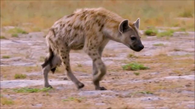 Интересные факты о гиенах(Interesting facts about hyenas). смотреть онлайн