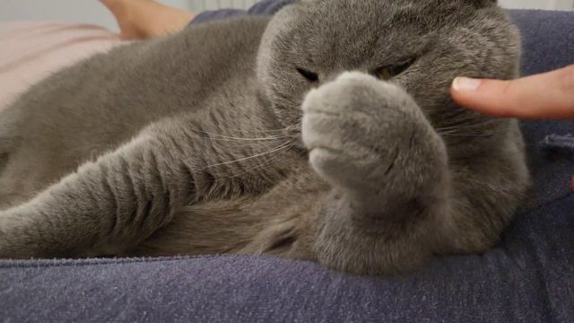 Британець за національністю), але все одно бандерівець, тому що народився в Україні! 💙💛 смотреть онлайн