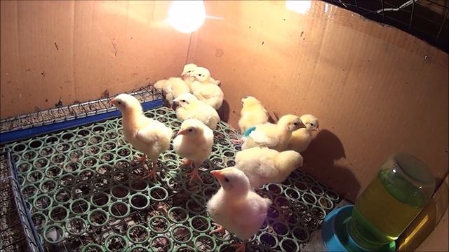 КАКИХ БРОЙЛЕРОВ ПОКУПАТЬ ?! смотреть онлайн