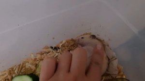 Как Хомяк прячет еду в щеки