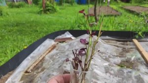 Батат. А нужно ли заниматься ??? Выращивание бабата на севере подмосковья…