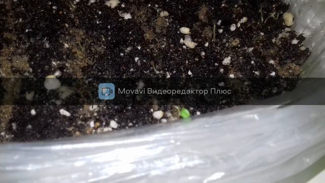 примула из семян, первая пикировка смотреть онлайн