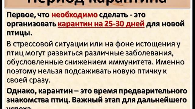 Правила знакомства попугаев в паре или стае. смотреть онлайн