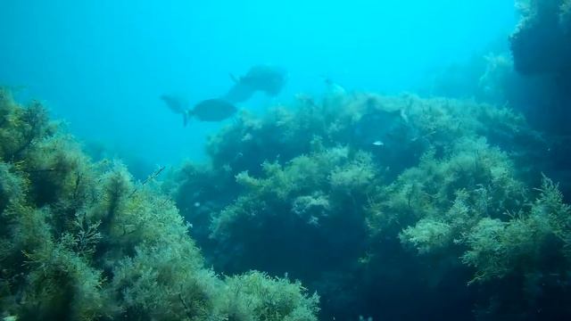 Обитатели Черного моря. Ласкирь (морской карась) смотреть онлайн