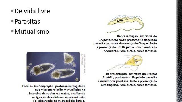 PROTISTAS PROTOZOÁRIOS смотреть онлайн