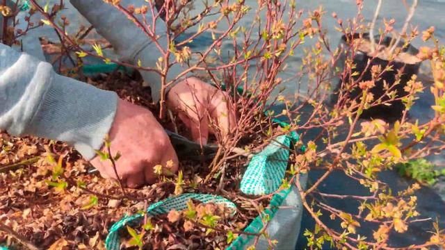 Норт Блю и Норт Кантри. Обрезка уникальных сортов голубики. смотреть онлайн