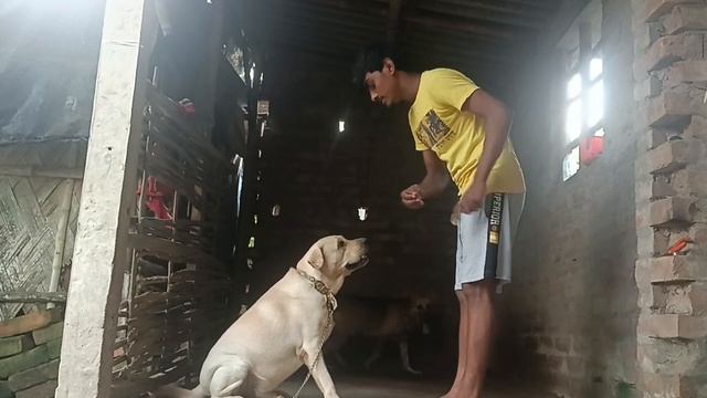 How to trend Dog ?. Dog kennel in West Bengal Kolkata canning. Lucky dog kennel ? #dog #kennel смотреть онлайн