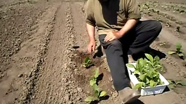 №11 Табак Посадка табака в грунт Практика смотреть онлайн