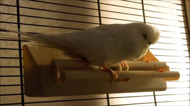 Выставочный волнистый попугай "ЧЕХ" (современного типа) смотреть онлайн