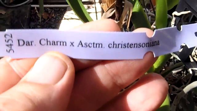 Dar. Charm x Asctm. christensoniana 09/04/15 смотреть онлайн