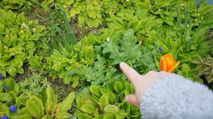 Выращиваем МАК ??Дача в Германии!