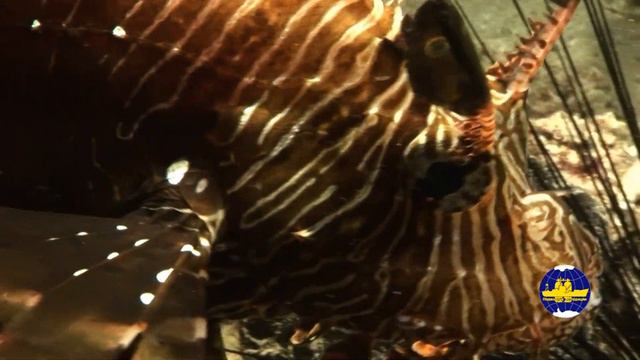 Red sea Part 1 /Красное море 1ч./ смотреть онлайн